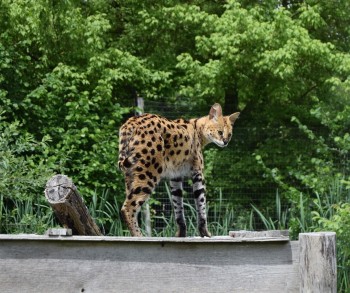 Verbot der Haltung von Hybridkatzen