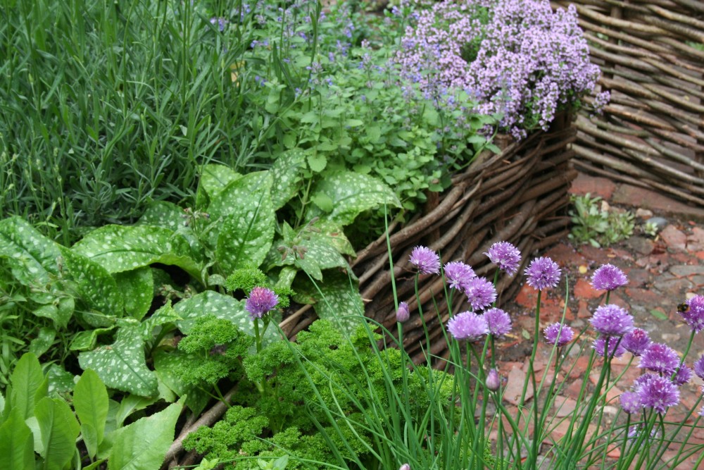 Kräuter im Garten