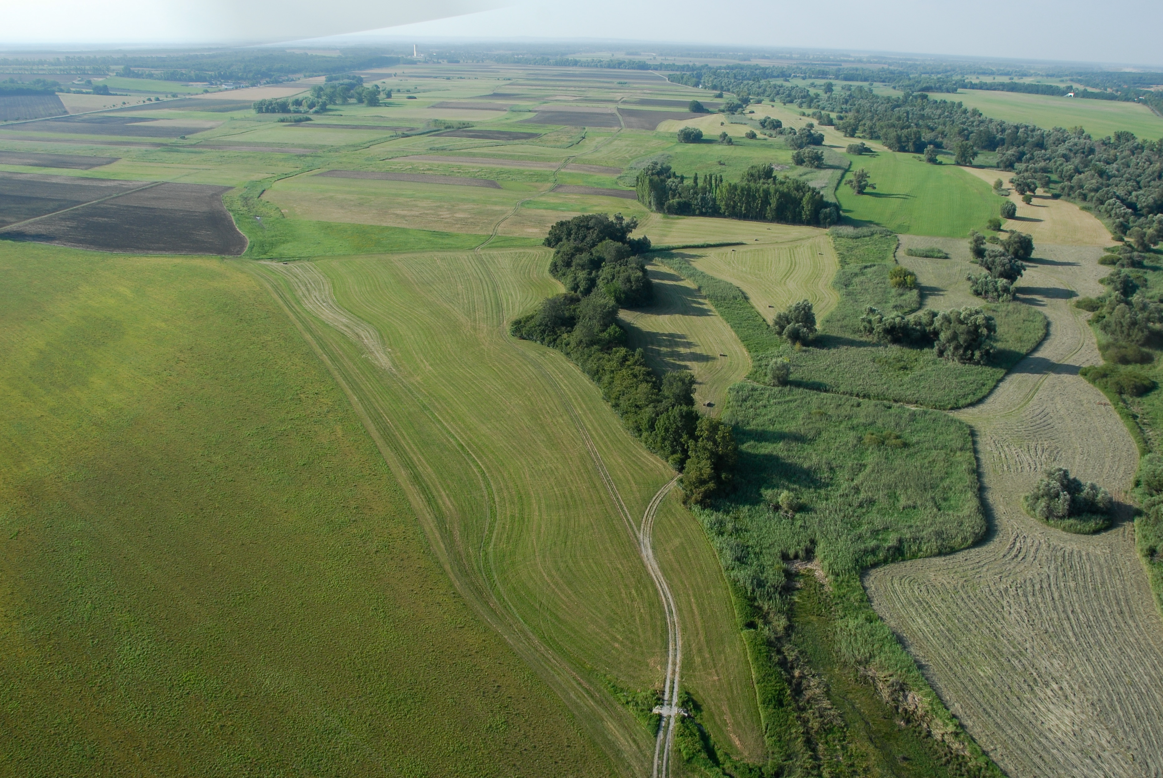 WWF Österreich Brenndolde