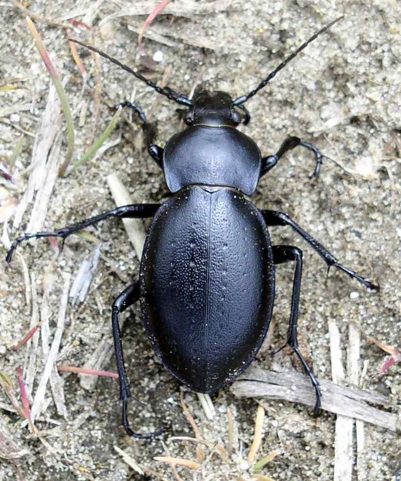 Bérces Sándor, Lizenz: CC BY 2.5 Ungarischer Laufkäfer