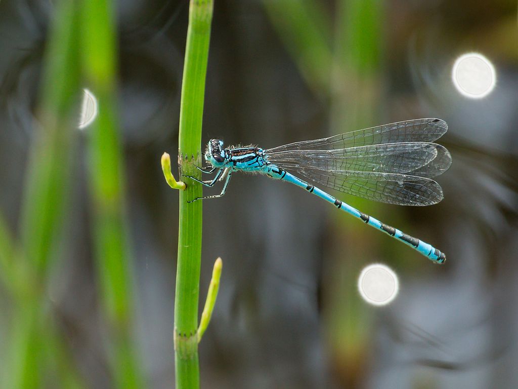 Christian Fischer, Lizenz: CC BY-SA 4.0 Männchen der Vogel-Azurjungfer (Coenagrion ornatum)