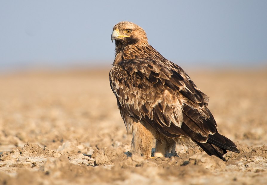 Sumeet Moghe, Lizenz: CC BY-SA 3.0 Kaiseradler