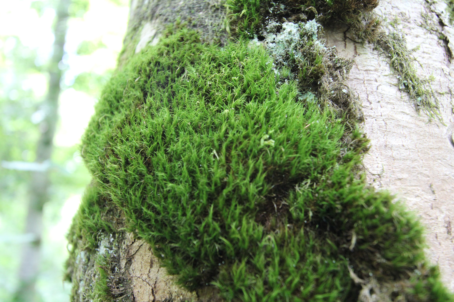Harald G. Zechmeister Grünes Gabelzahnmoos (Dicranum viride)