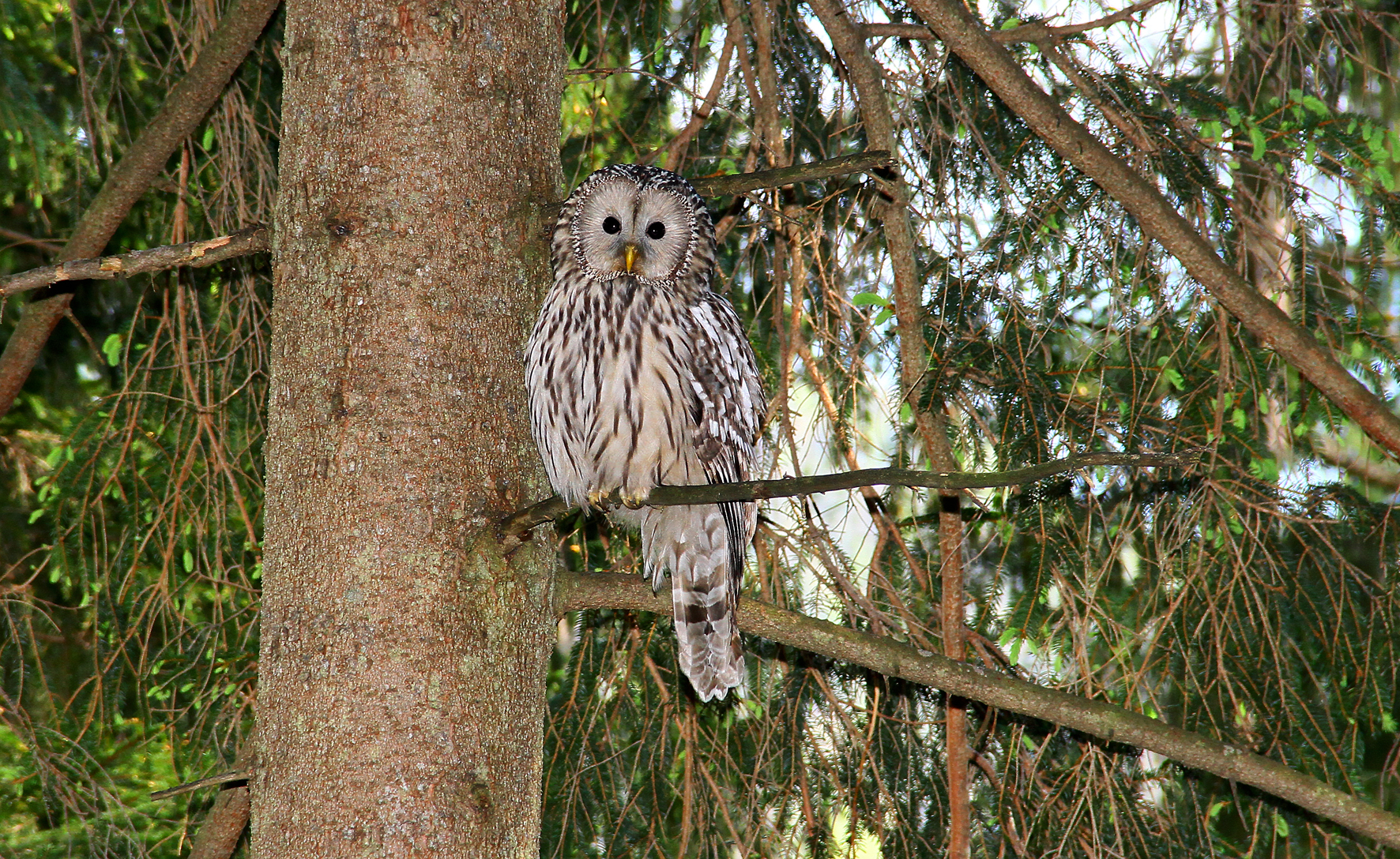 Christoph Leditznig (Wildnisgebiet Dürrenstein) Habichtskauz