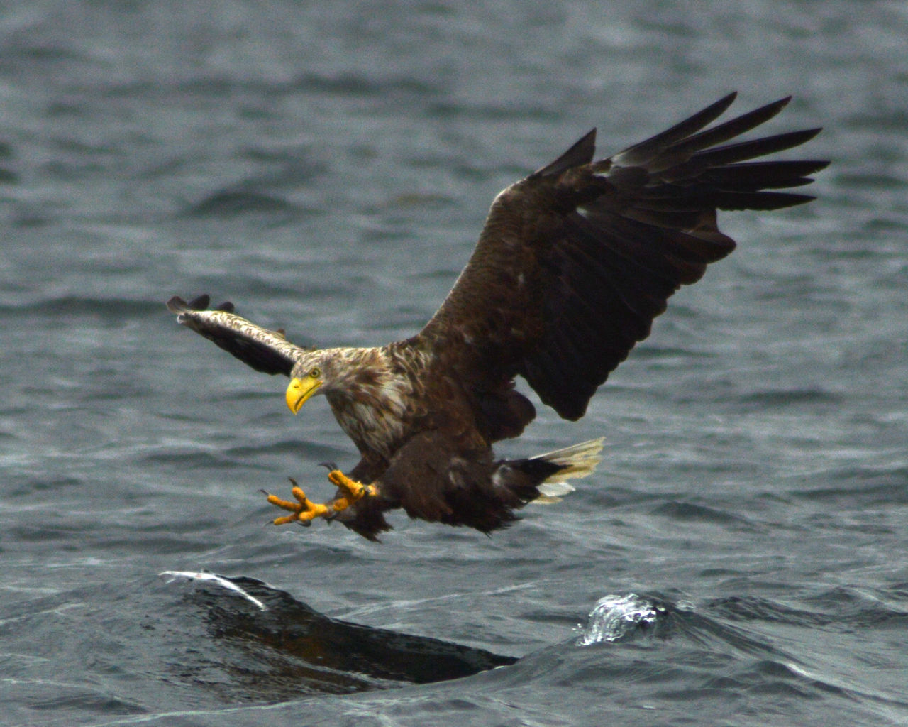 Jacob Spinks, Lizenz: CC BY 2.0 Seeadler