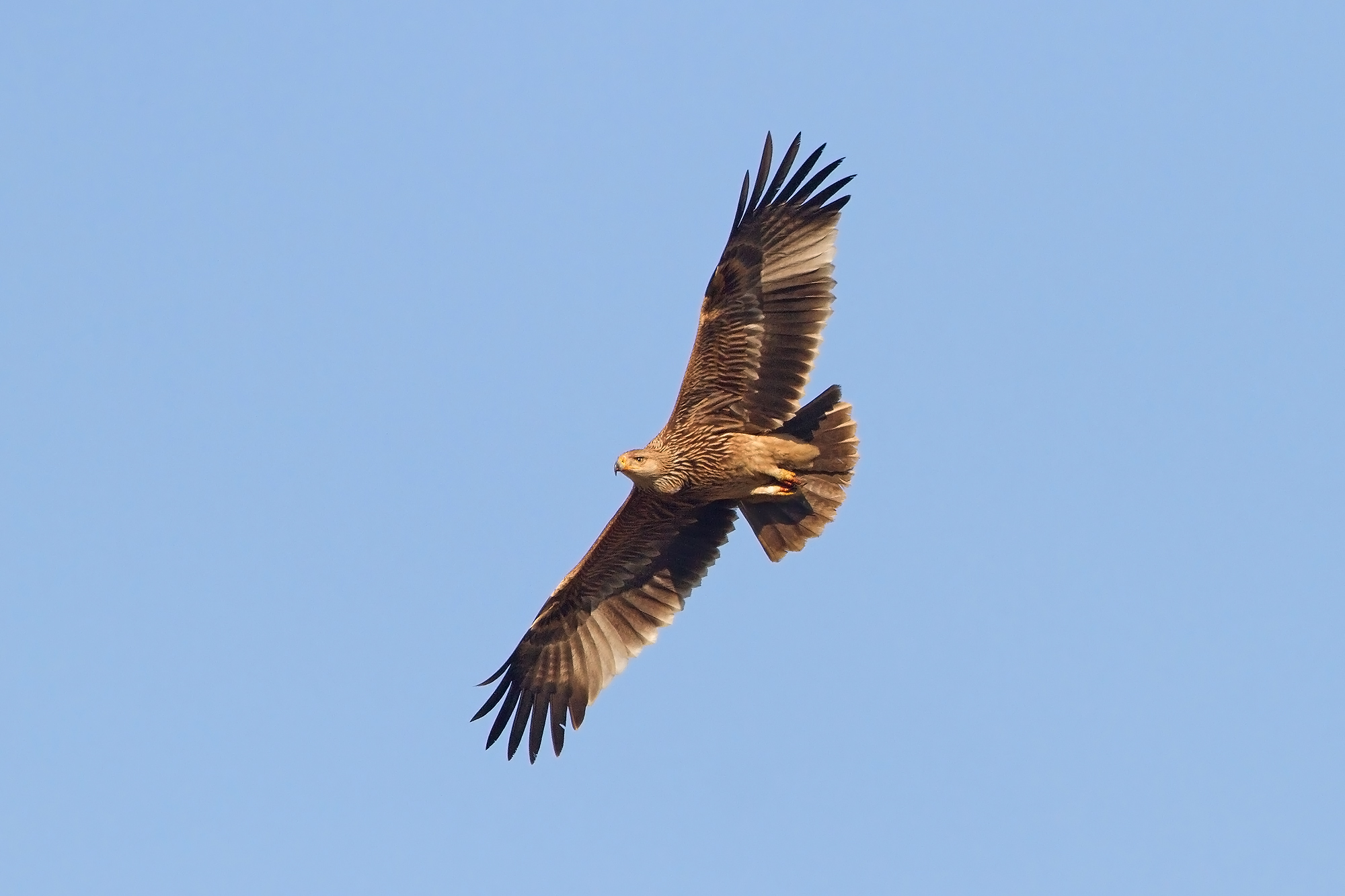 Kaiseradler