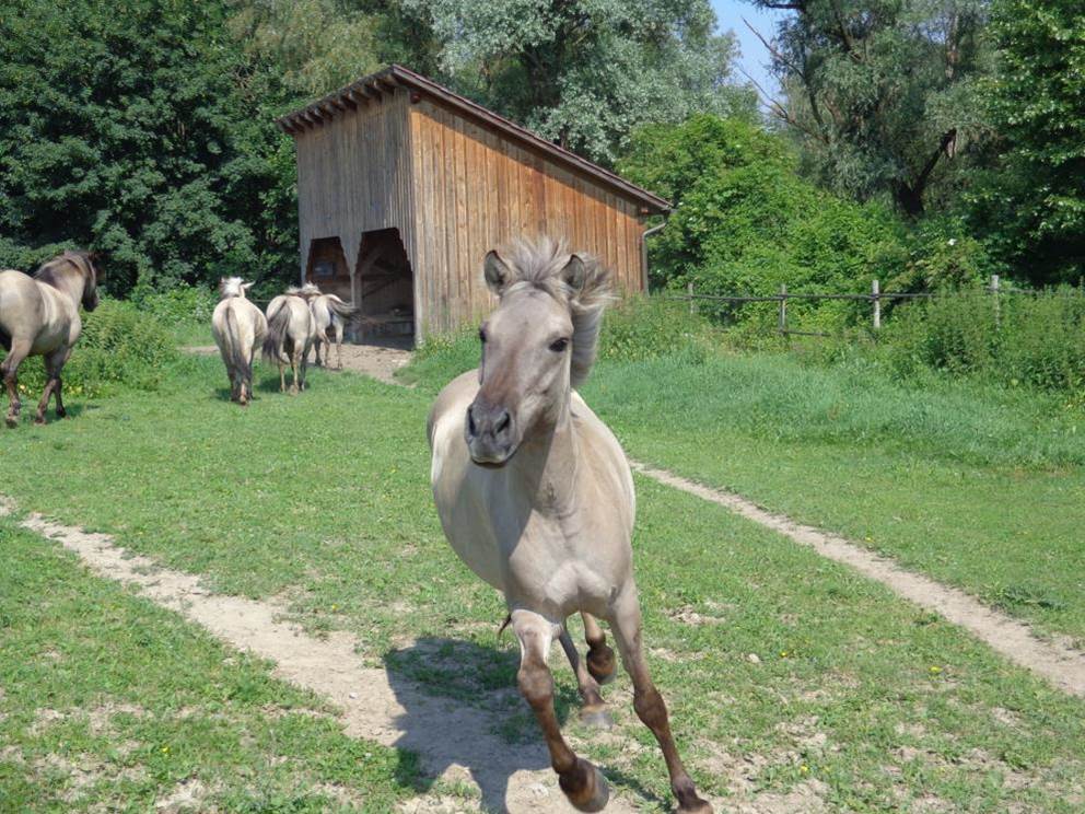 Koniks im Naturschutzgebiet Pielach-Ofenloch-Neubacher Au