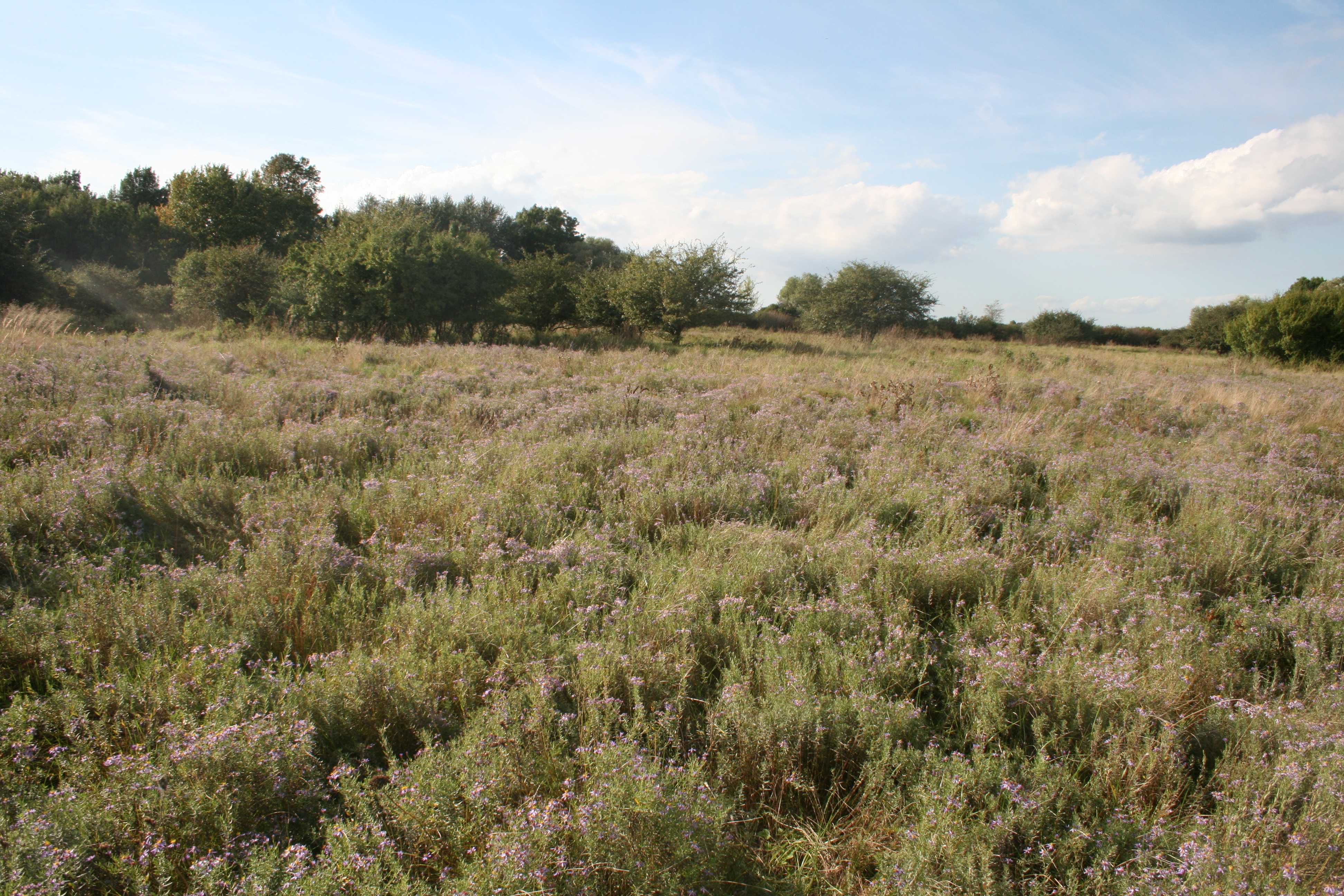 Gabriele Pfundner (Naturschutzbund NÖ) Naturschutzgebiet Salzsteppe Baumgarten
