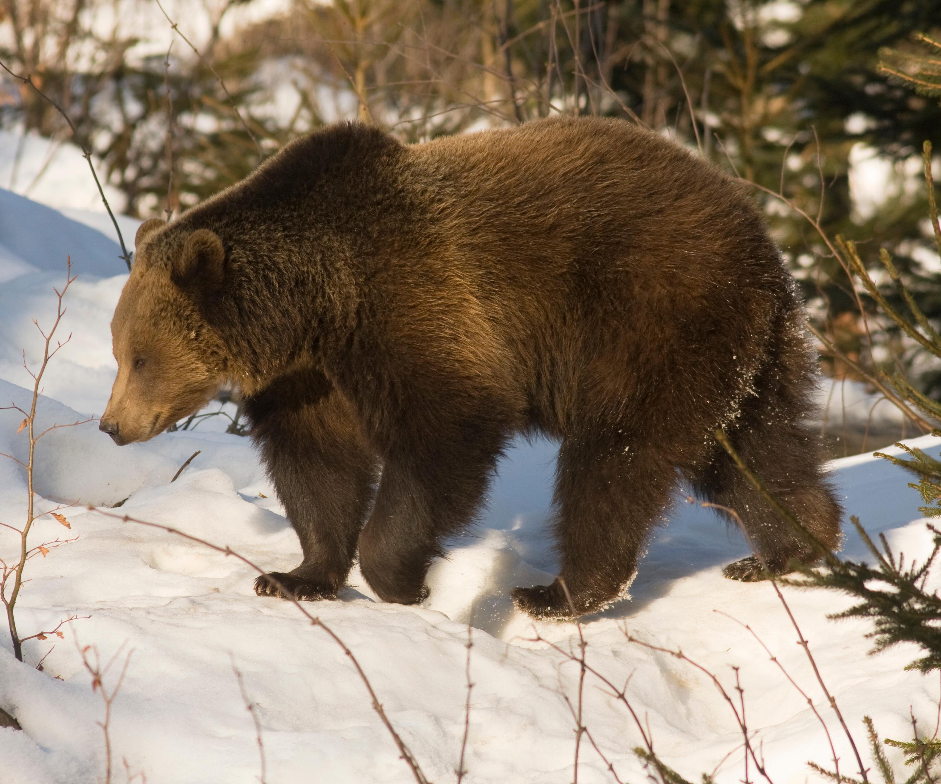 Braunbär