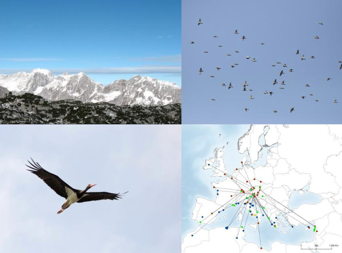 Birdlife Österreich Erforschung des Vogelzuggeschehens in Österreich.