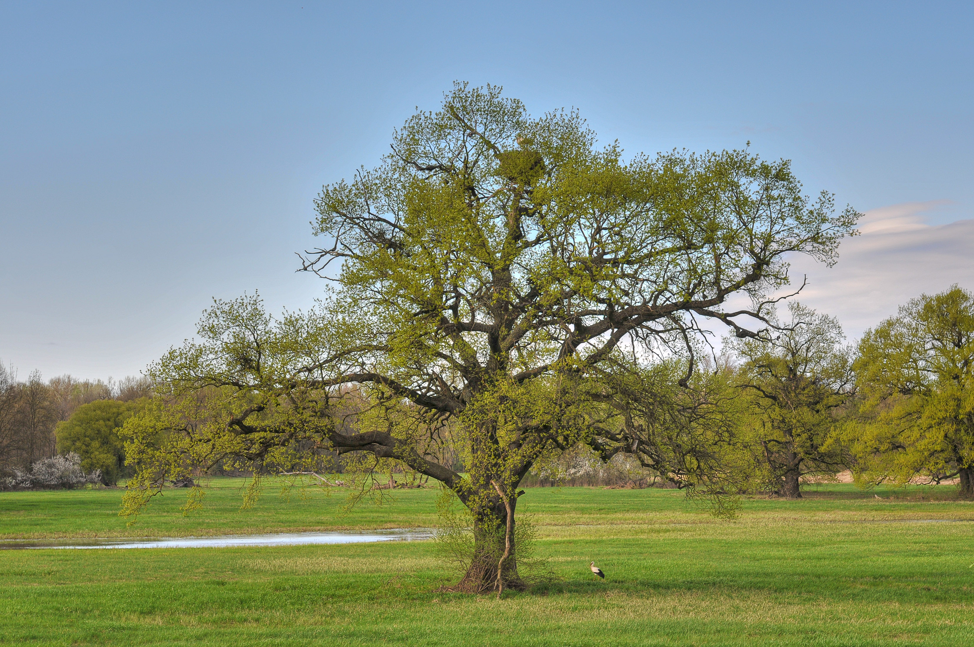 Schlosswiese Marchegg