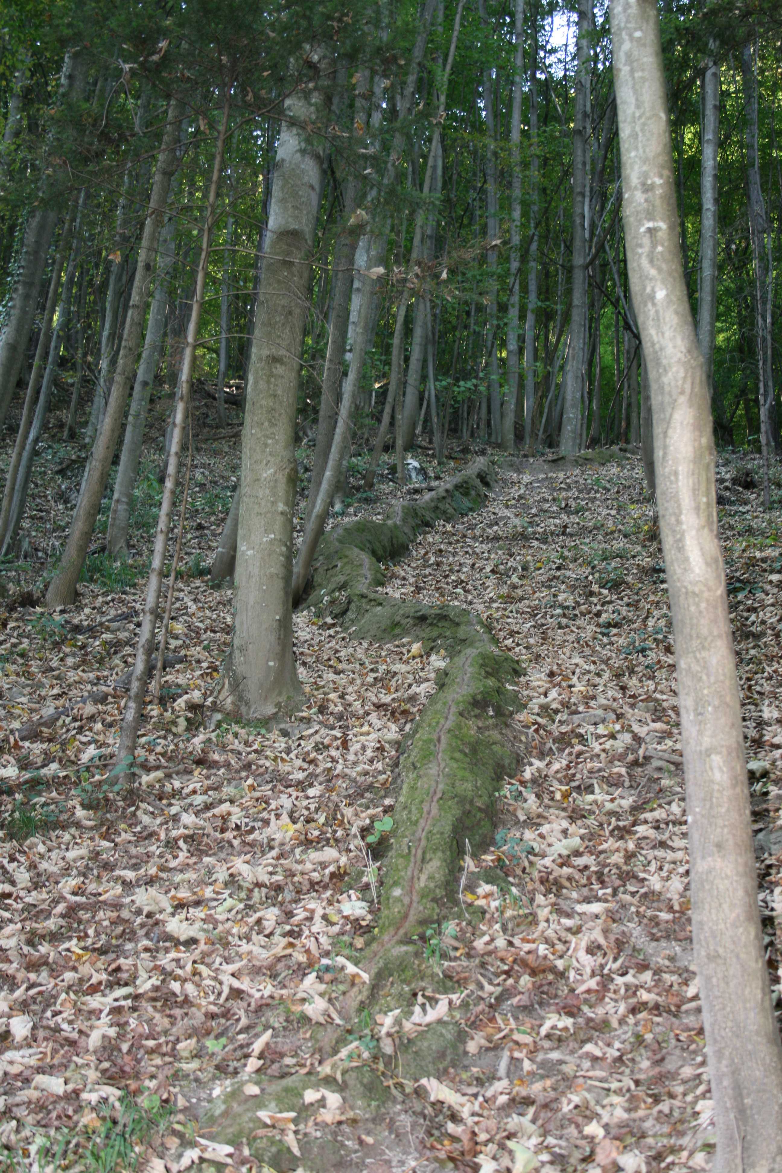 Gabriele Pfundner (Naturschutzbund NÖ) Kalksinterrinne Waldegg