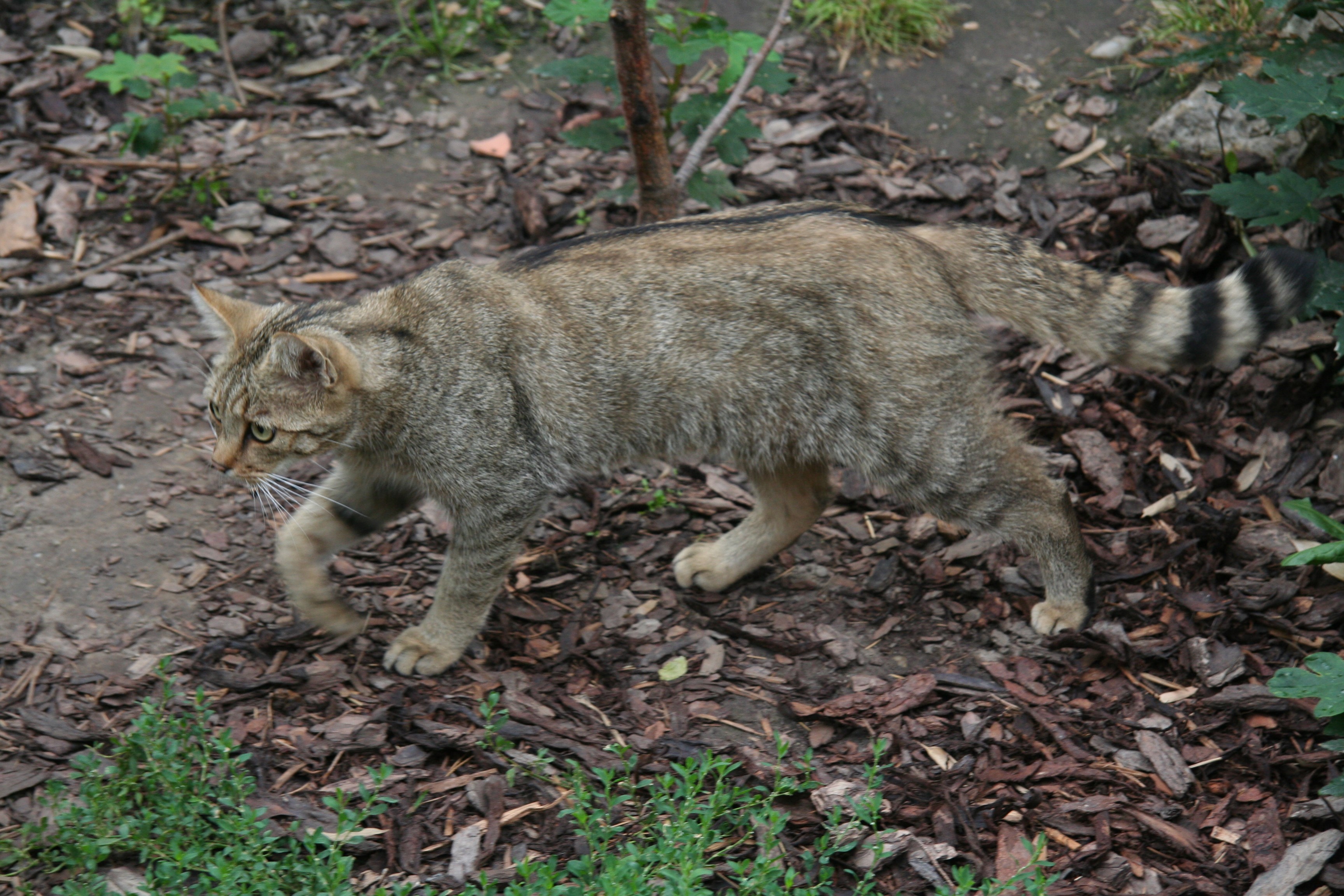 Peter Gerngross Europäische Wildkatze (Felis silvestris silvestris)