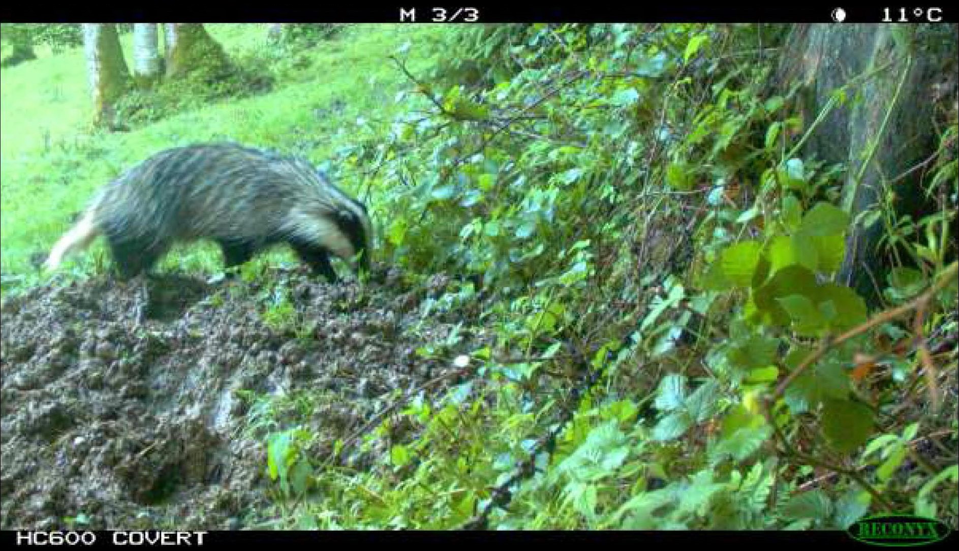Wildnisgebiet Dürrenstein Wildtiermonitoring